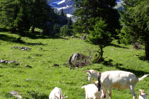 PONT DE NANT  14JUILLET 2024